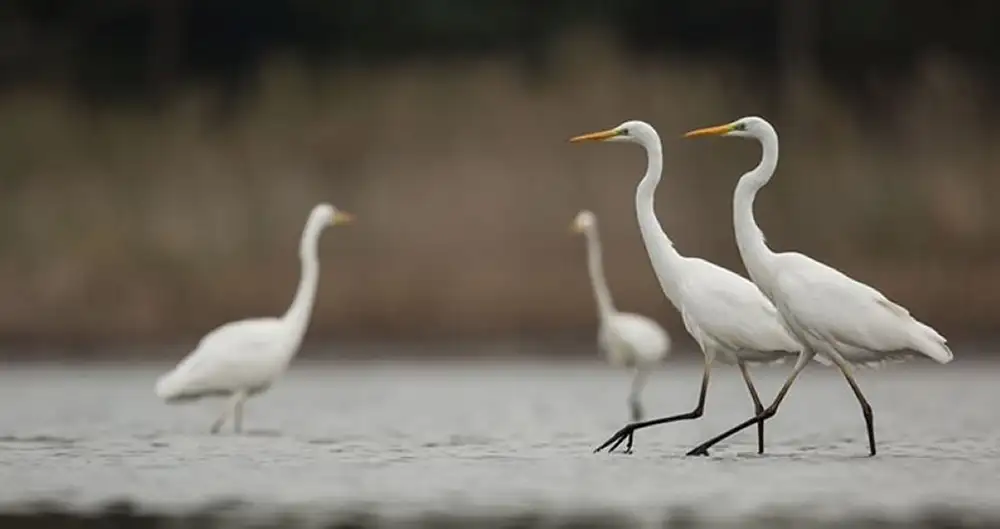 Nagy kócsag (Ardea alba)